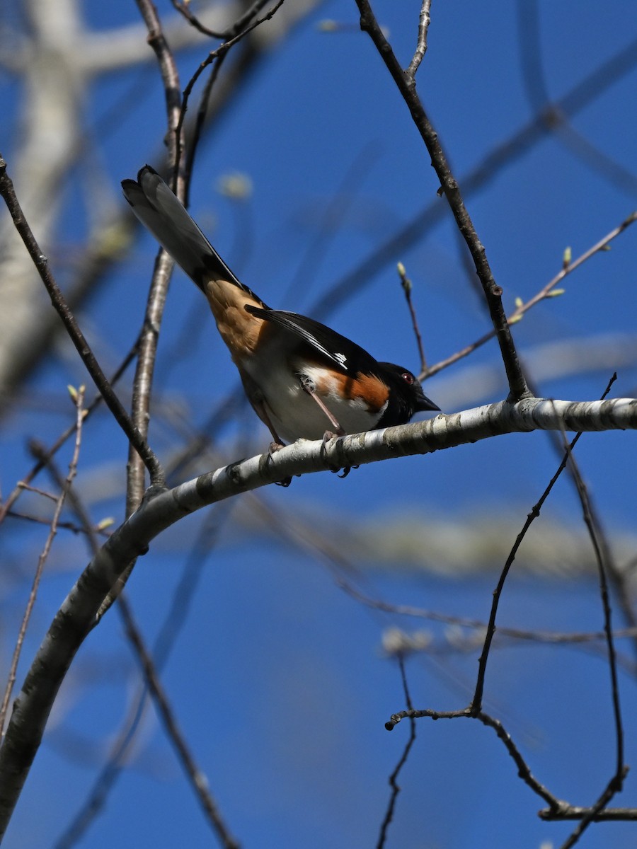 Eastern Towhee - ML643410028