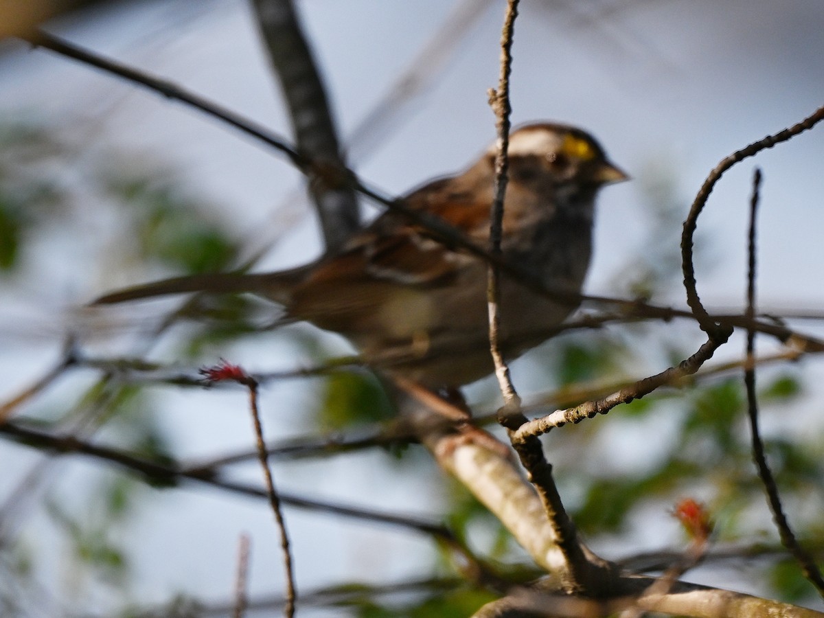 White-throated Sparrow - ML643410029