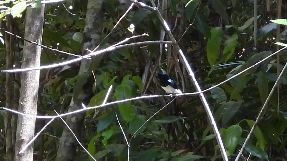 Leaden Flycatcher - ML643410037