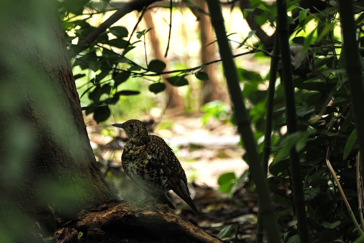 White's Thrush - ML643410044