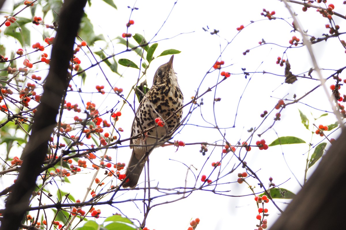 Chinese Thrush - ML643410054