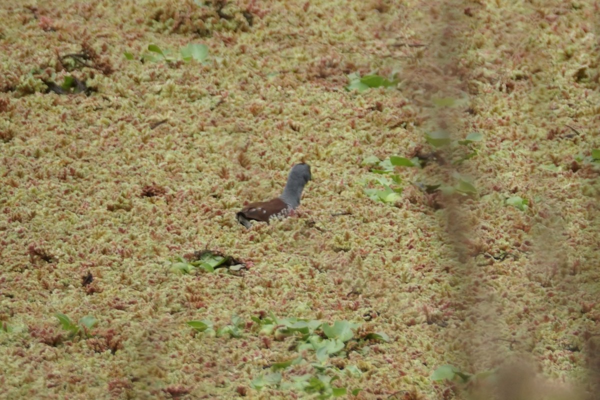 Spot-flanked Gallinule - ML643410056