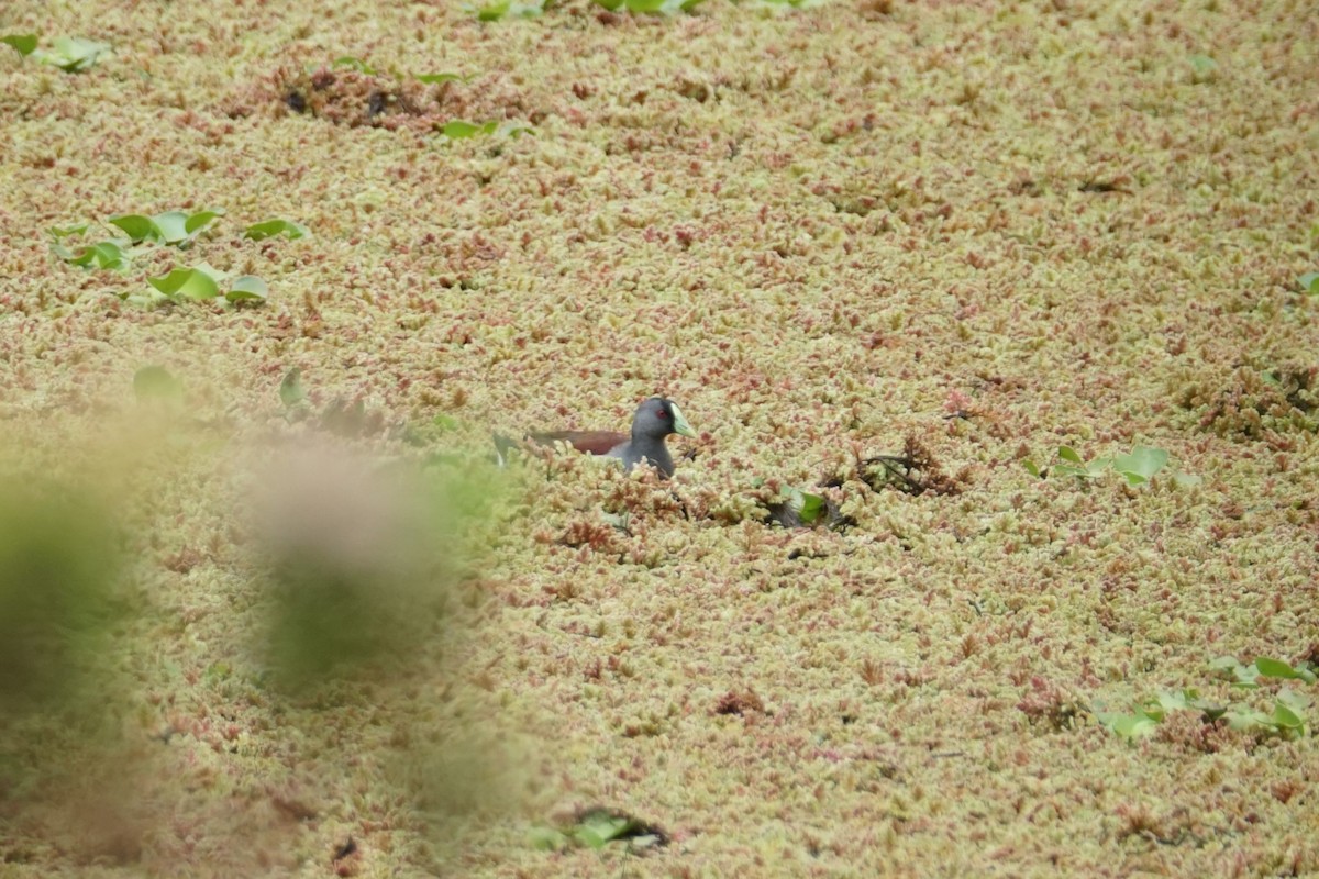 Spot-flanked Gallinule - ML643410057
