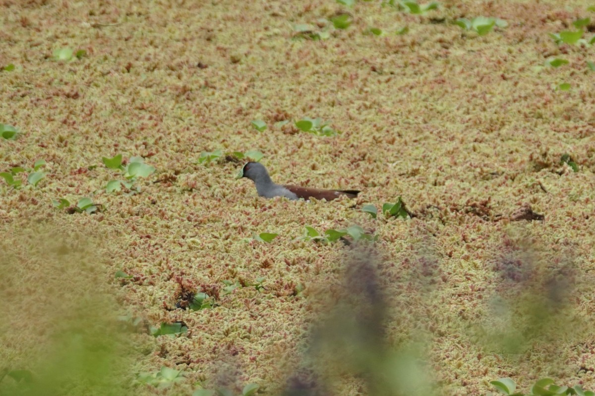 Spot-flanked Gallinule - ML643410058