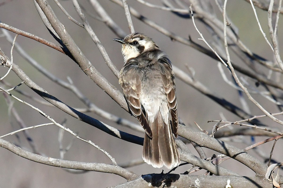 Black-eared Cuckoo - ML643410062