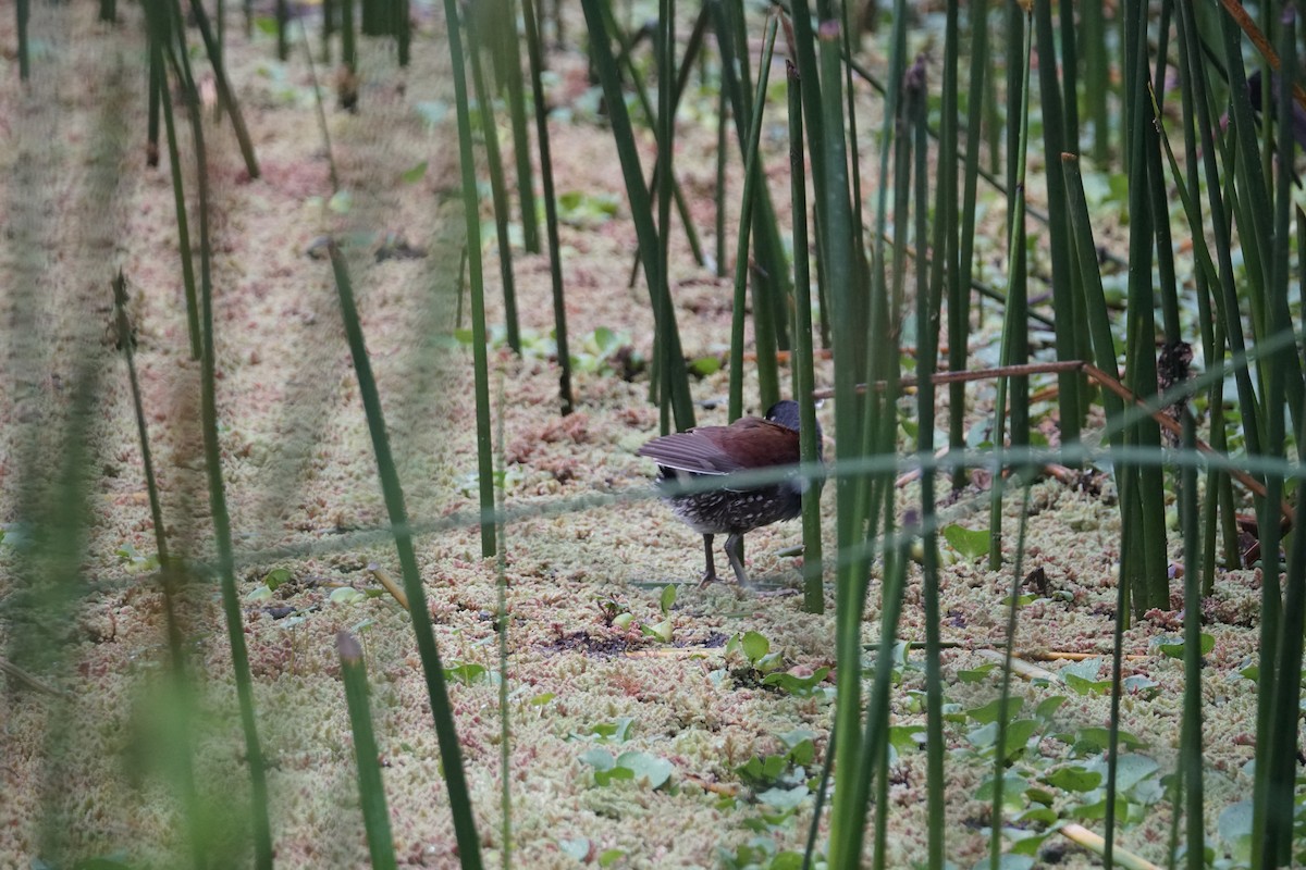 Spot-flanked Gallinule - ML643410069