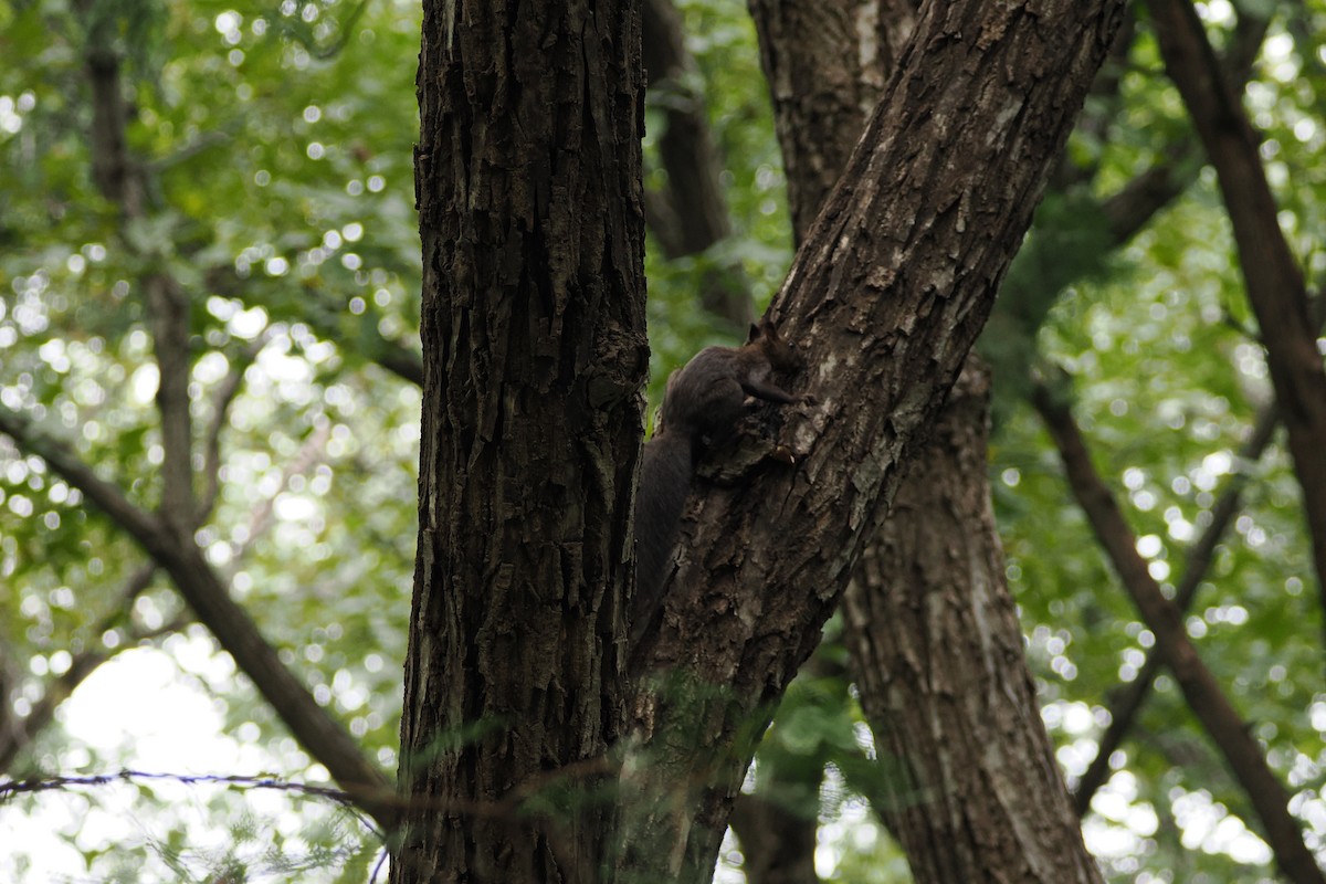 Eurasian Red Squirrel - ML643410070