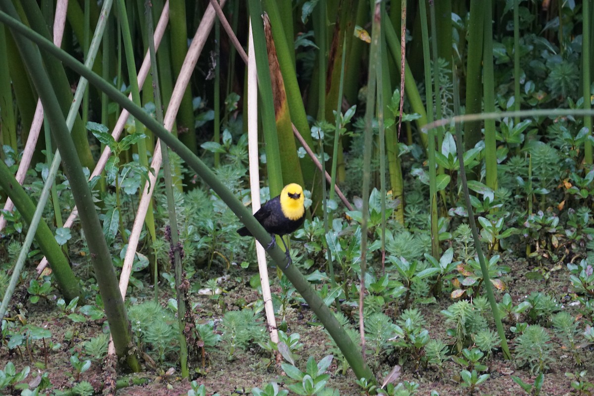 Yellow-hooded Blackbird - ML643410071