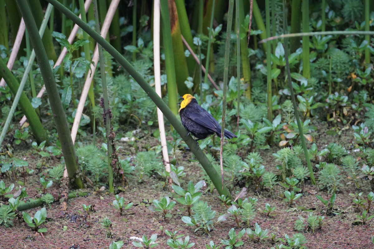 Yellow-hooded Blackbird - ML643410072