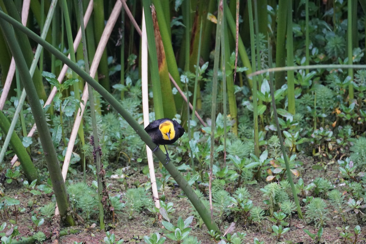 Yellow-hooded Blackbird - ML643410073