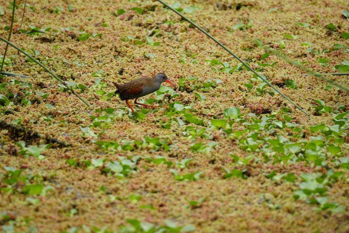 Bogota Rail - ML643410075