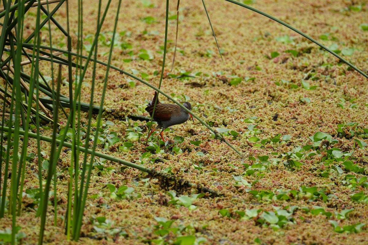 Bogota Rail - ML643410076