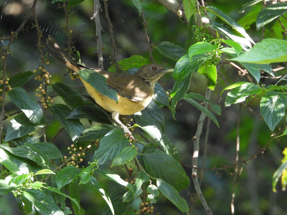 Clay-colored Thrush - ML643410077