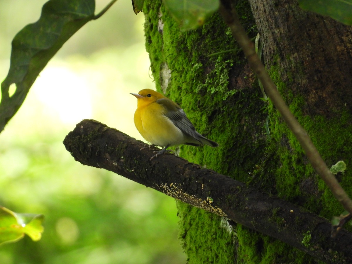 Prothonotary Warbler - ML643410079