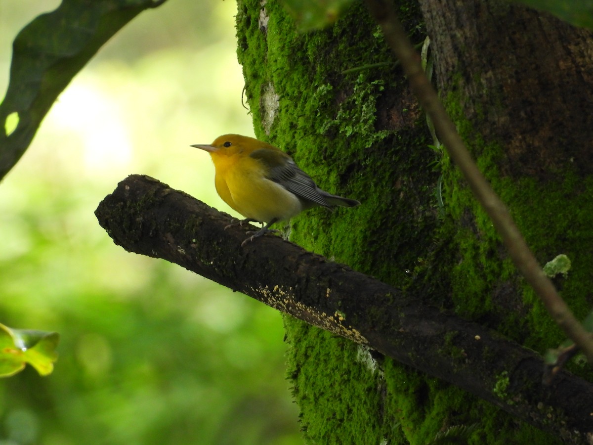 Prothonotary Warbler - ML643410080