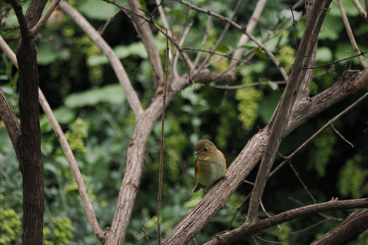 Red-flanked Bluetail - ML643410089