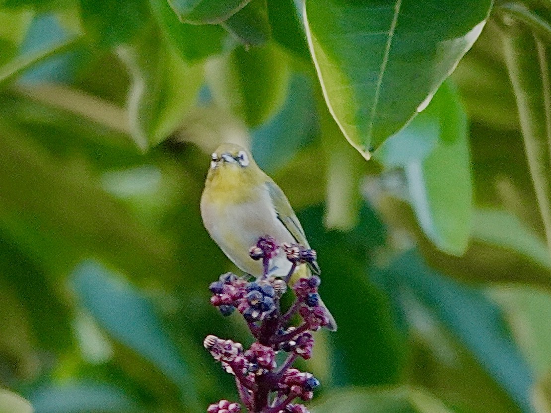 Warbling White-eye - ML643410118