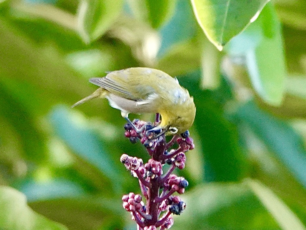 Warbling White-eye - ML643410119