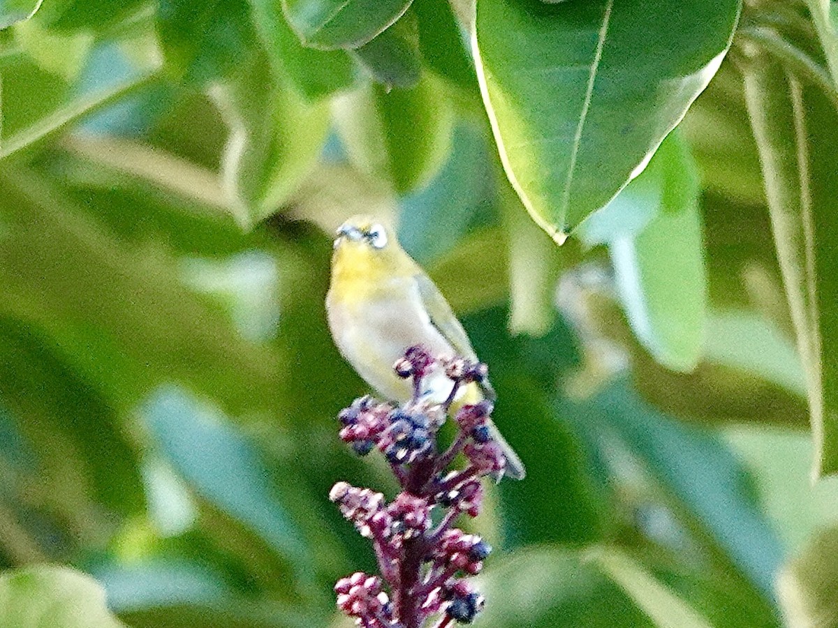 Warbling White-eye - ML643410121