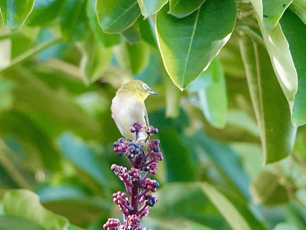 Warbling White-eye - ML643410122