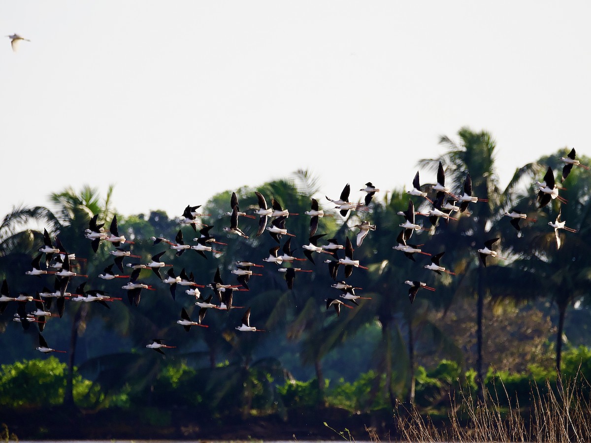 pisila čáponohá - ML643410129