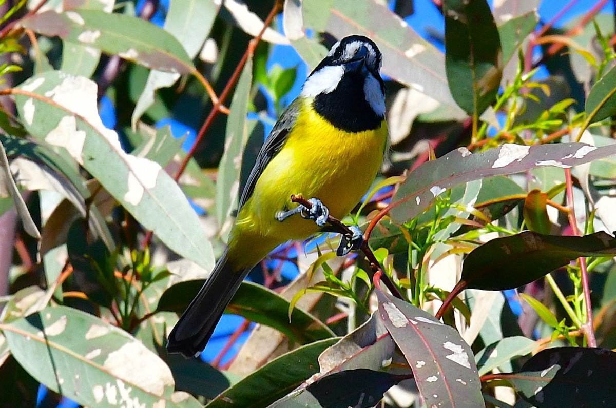 Eastern Shrike-tit - ML643410131