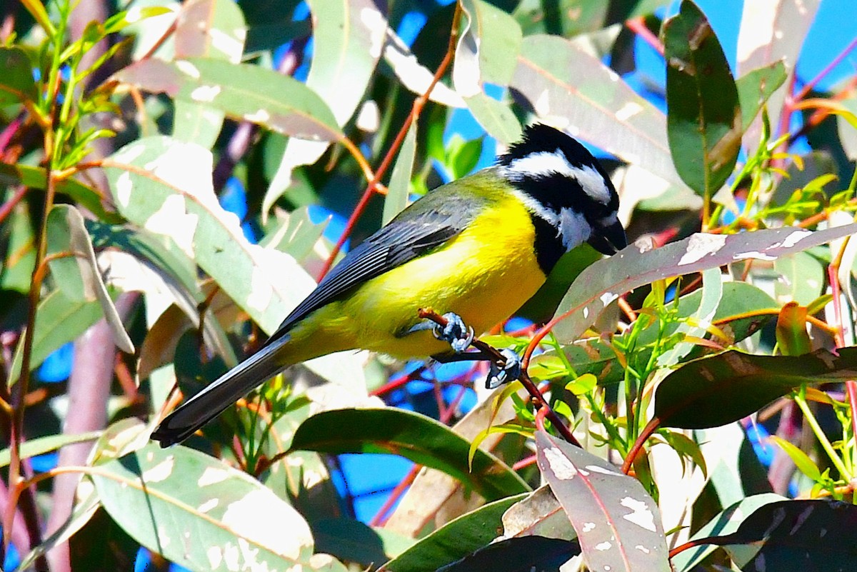 Eastern Shrike-tit - ML643410132