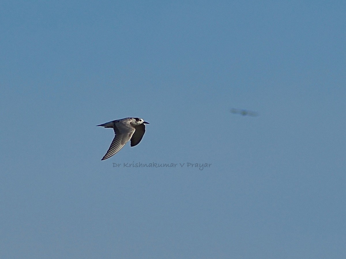 rybák říční - ML643410133