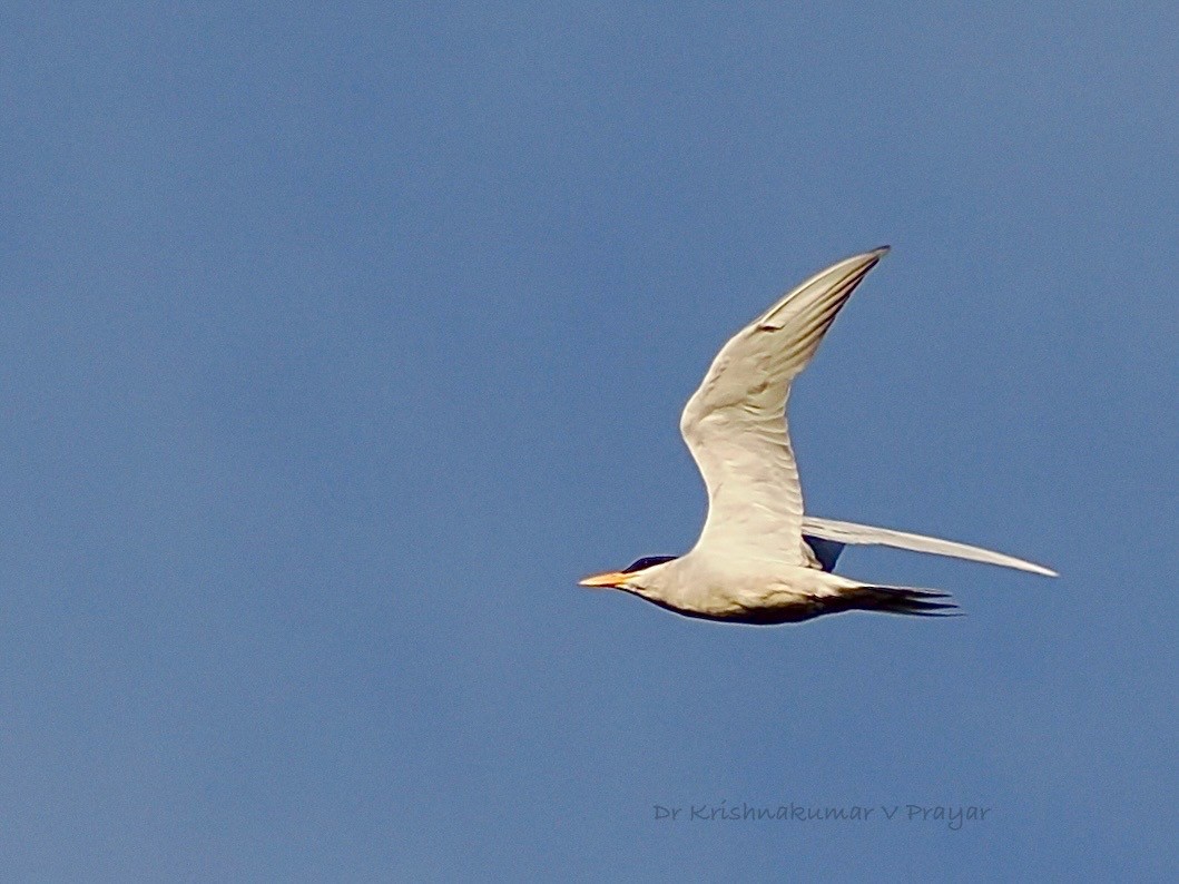 rybák říční - ML643410134