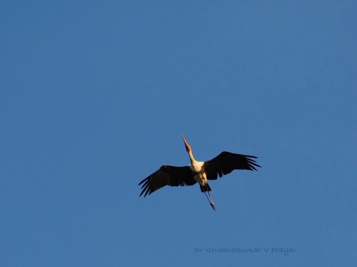 nesyt indický - ML643410136