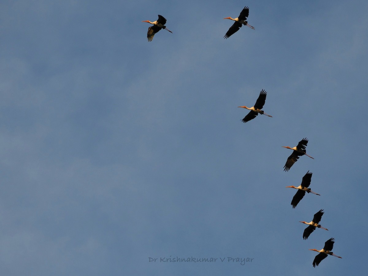 nesyt indický - ML643410137