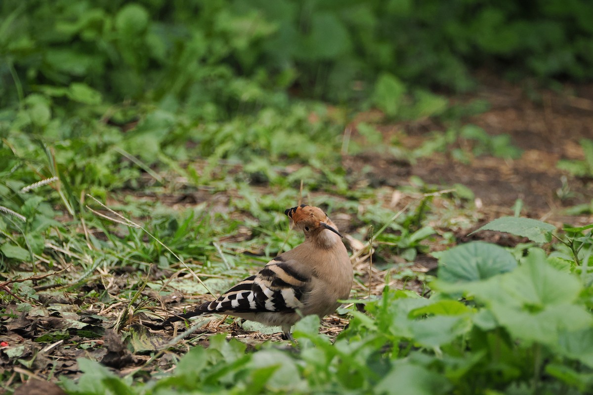 Common Hoopoe - ML643410138
