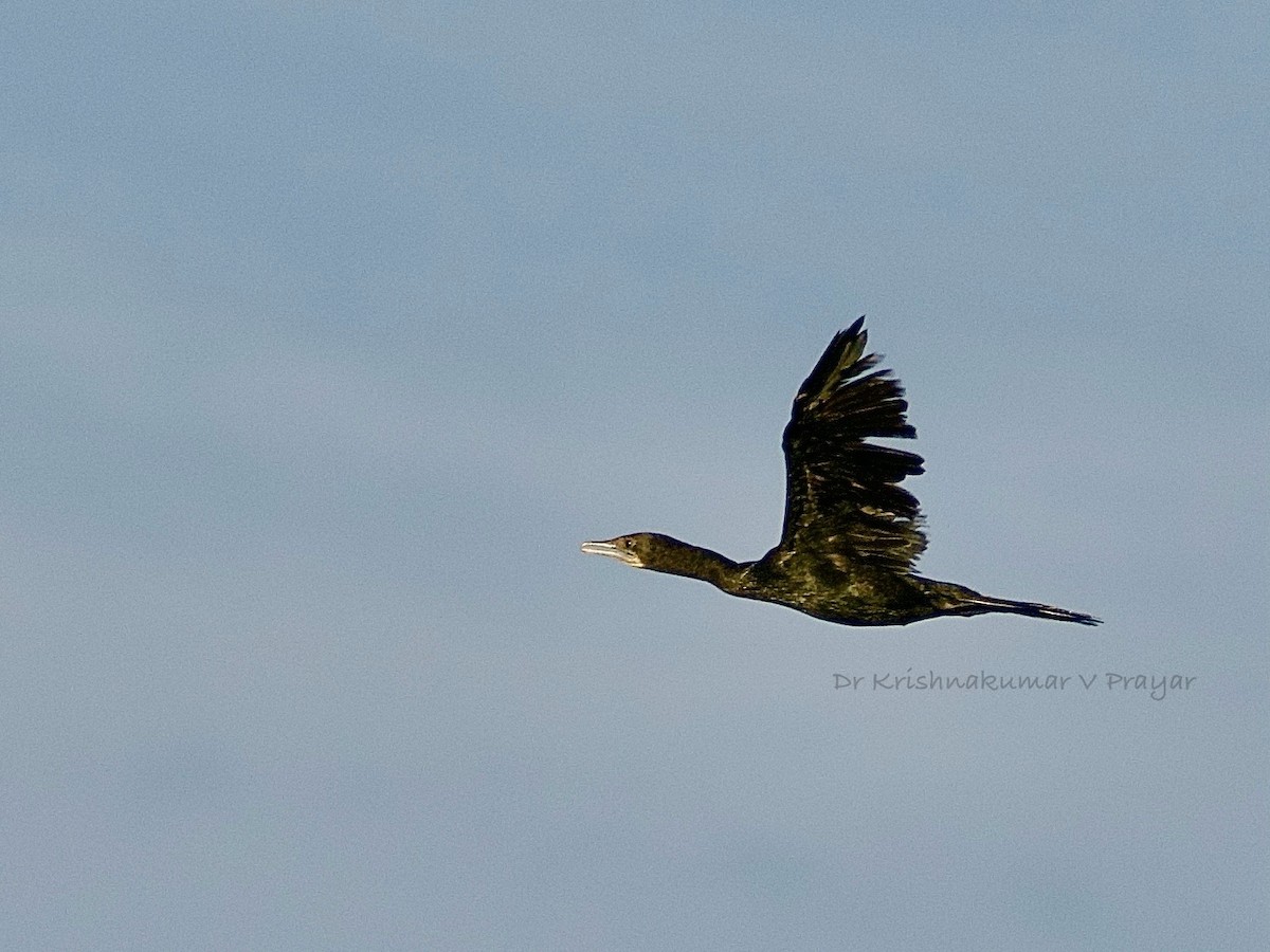 kormorán menší - ML643410139