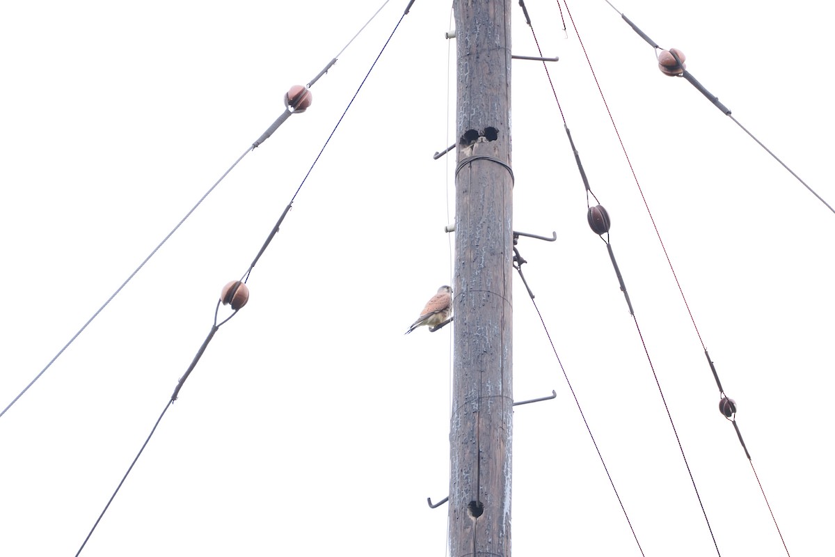 Eurasian Kestrel - ML643410140