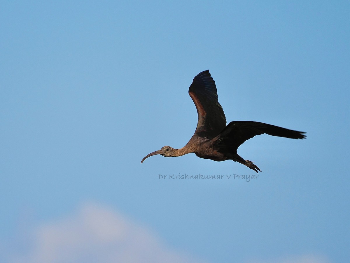 ibis hnědý - ML643410143