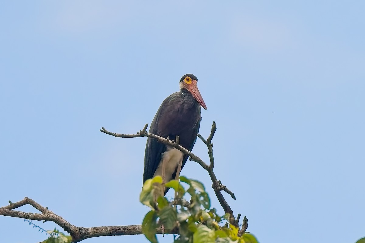 Storm's Stork - ML643410146