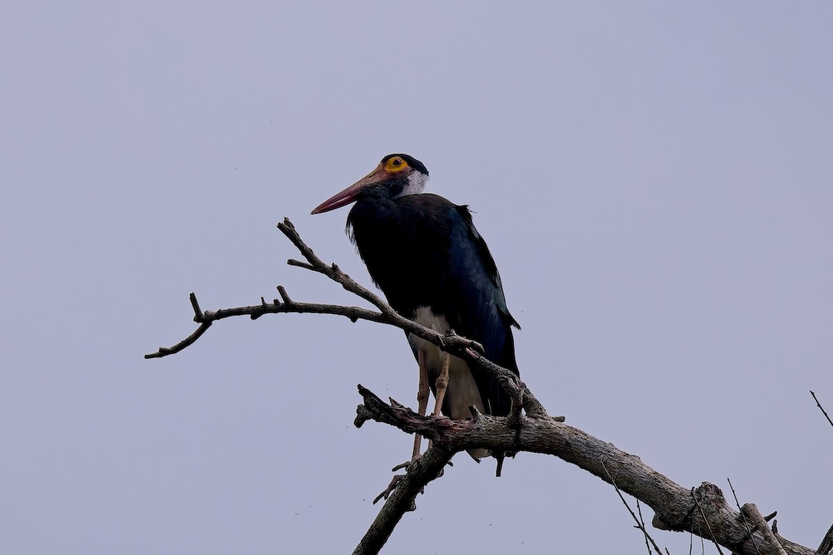 Storm's Stork - ML643410147