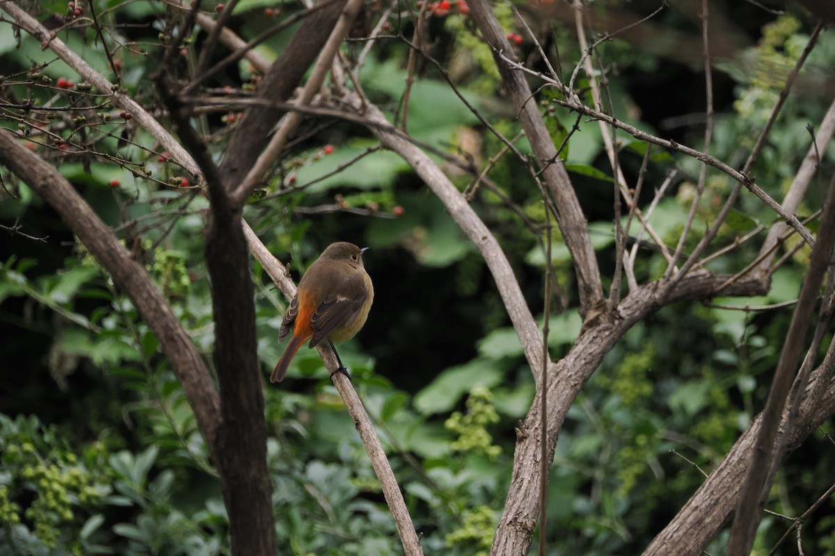 Brambling - ML643410149