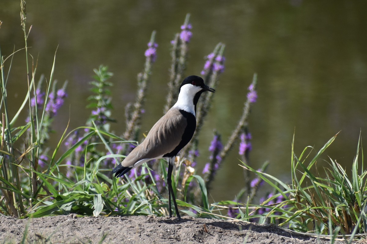 Spur-winged Lapwing - ML643410150