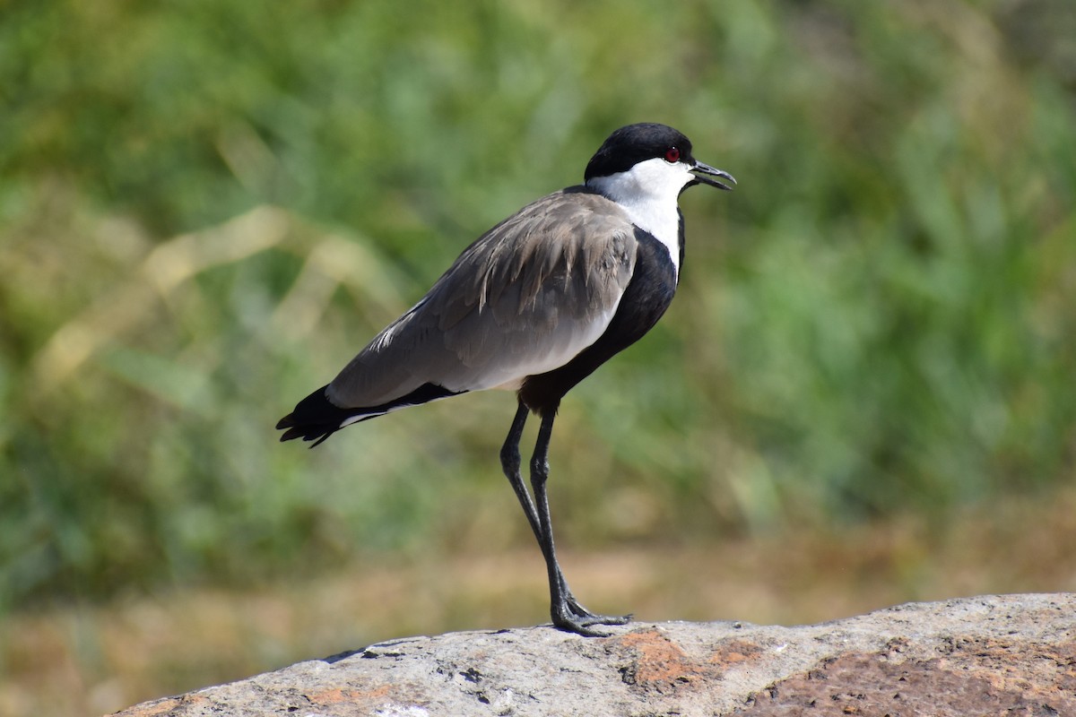 Spur-winged Lapwing - ML643410151