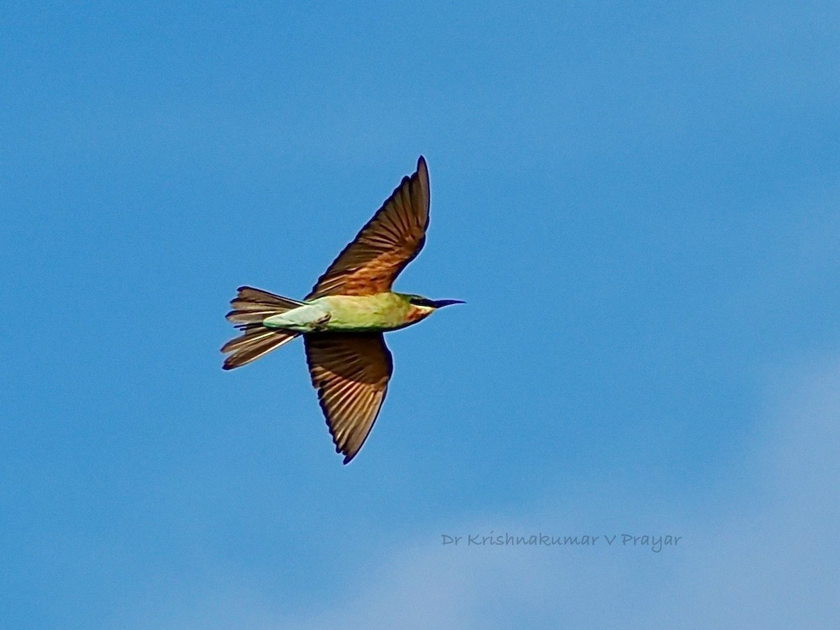 vlha modroocasá - ML643410153