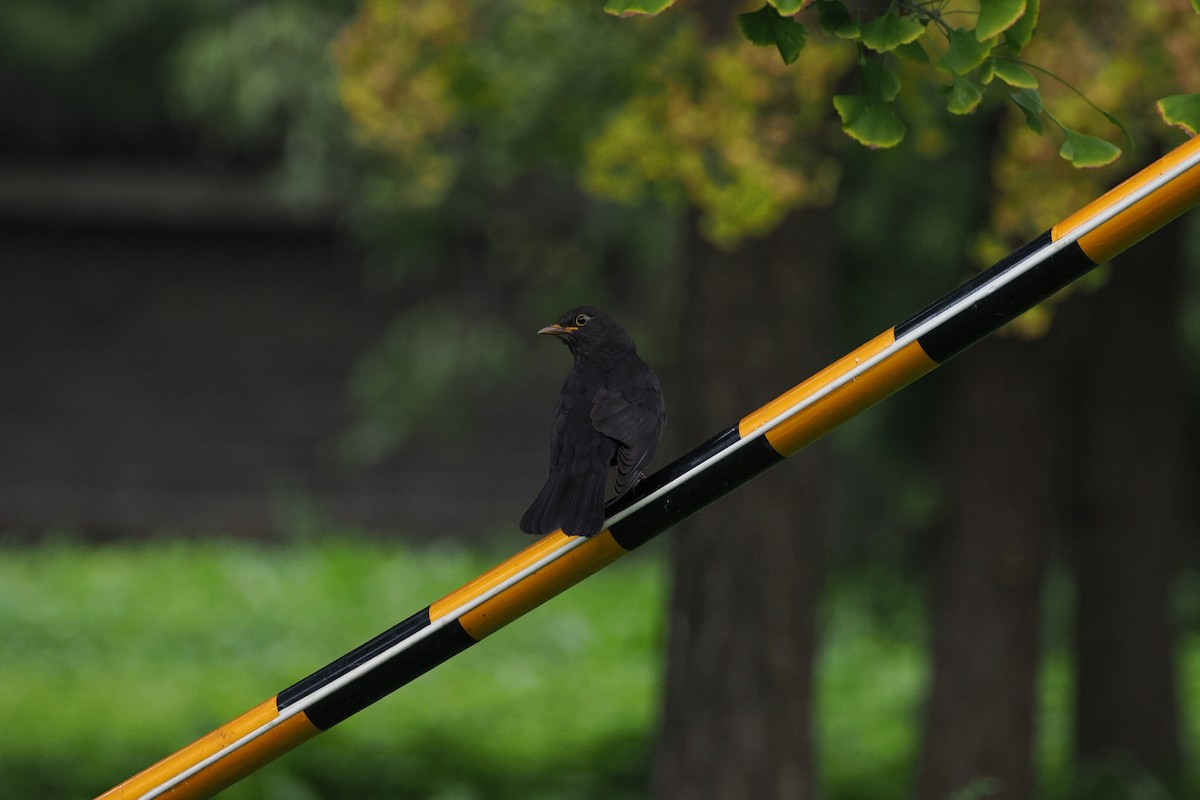 Chinese Blackbird - ML643410157