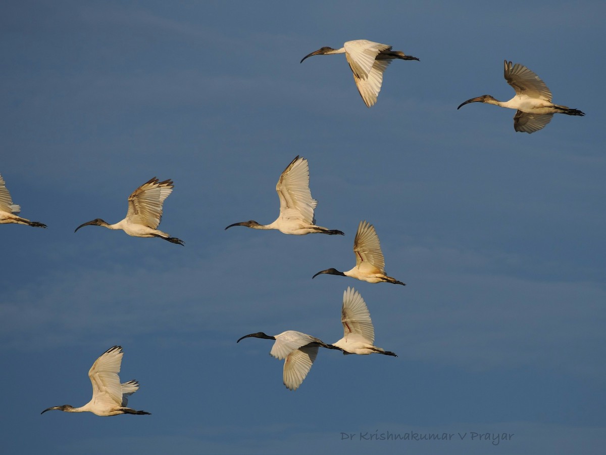 ibis černohlavý - ML643410160