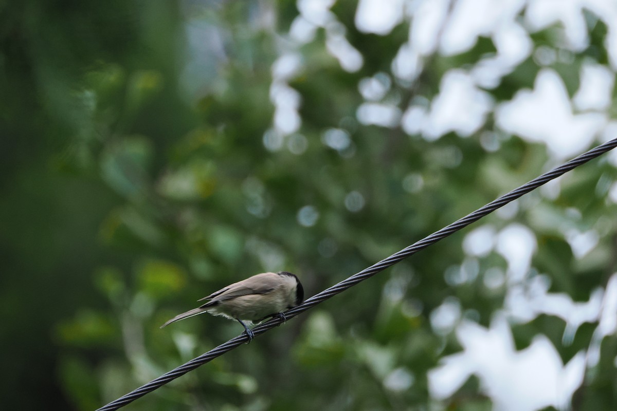 Marsh Tit - ML643410163
