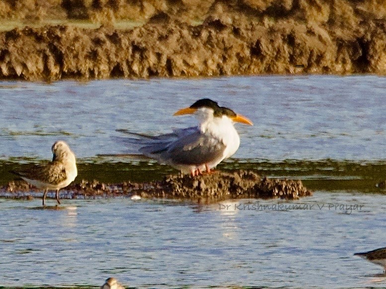 rybák říční - ML643410173