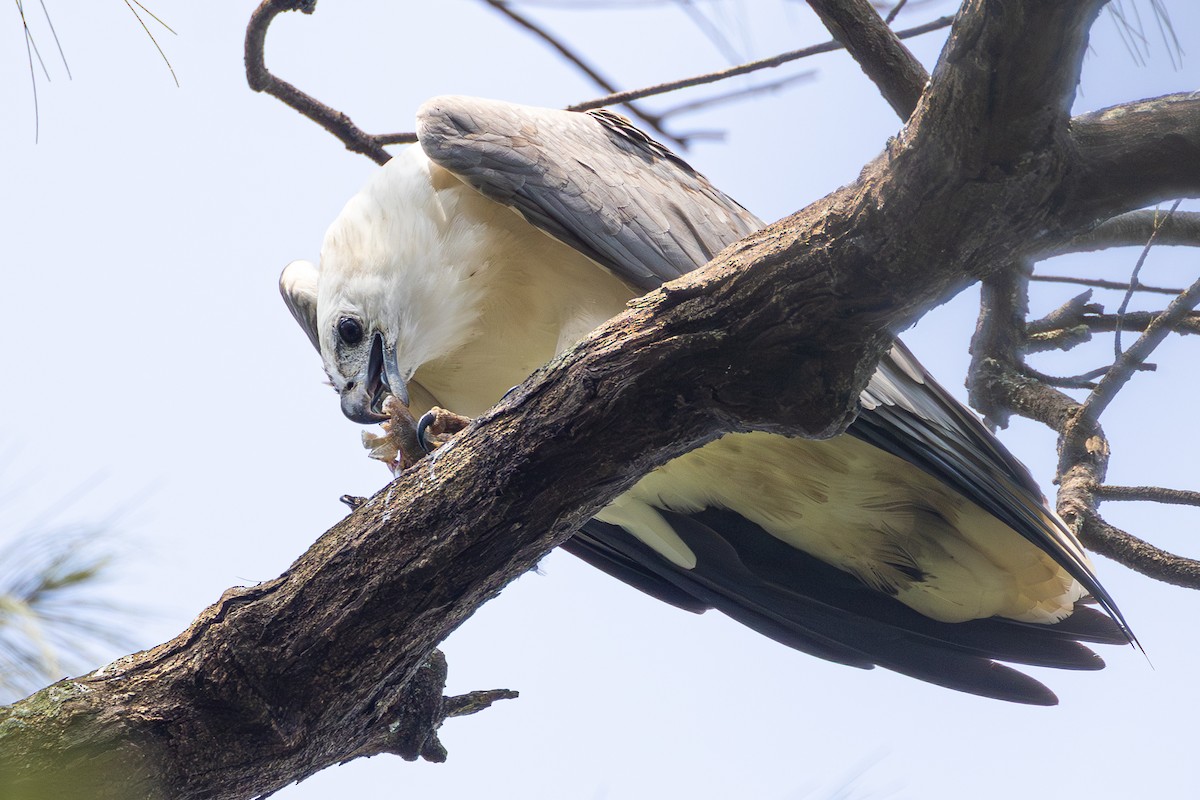 White-bellied Sea-Eagle - ML643410193