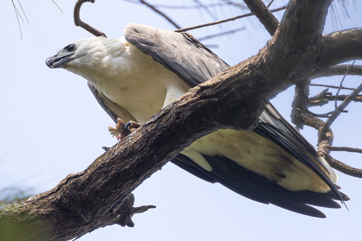 White-bellied Sea-Eagle - ML643410197