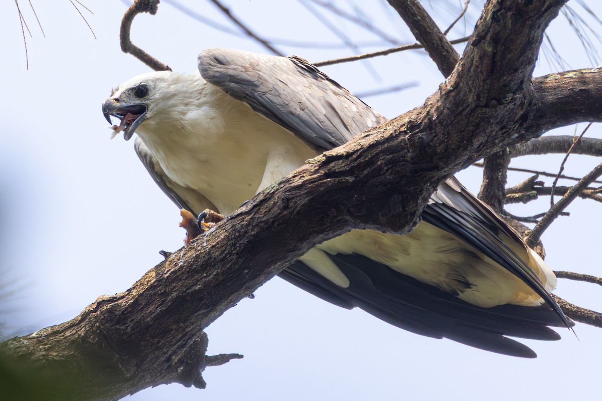 White-bellied Sea-Eagle - ML643410198