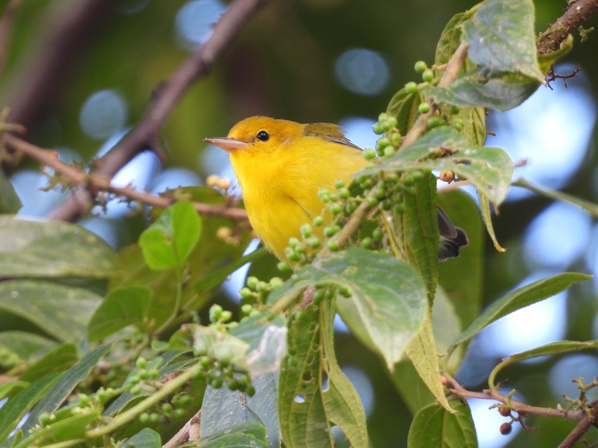 Prothonotary Warbler - ML643410199