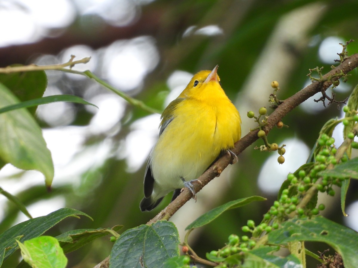 Prothonotary Warbler - ML643410200